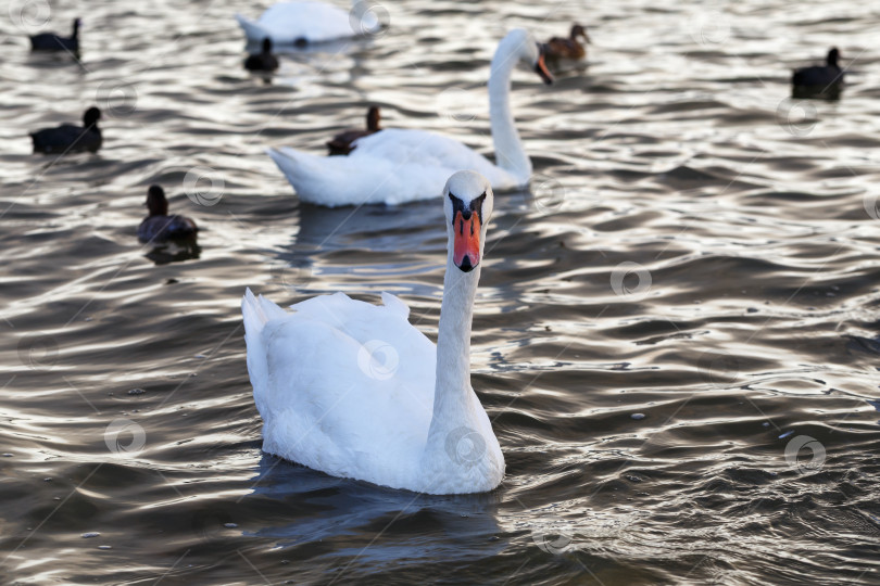 Скачать Лебединое озеро Сасык фотосток Ozero
