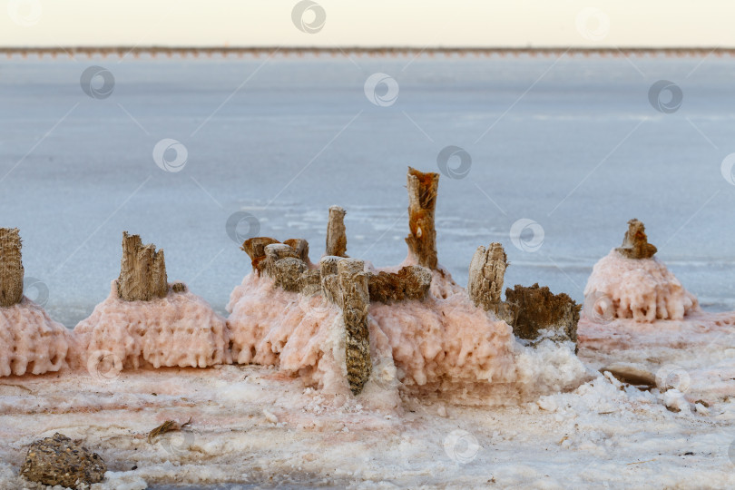 Скачать Розовая соль на  соляных прудах озера Сасык-Сиваш фотосток Ozero