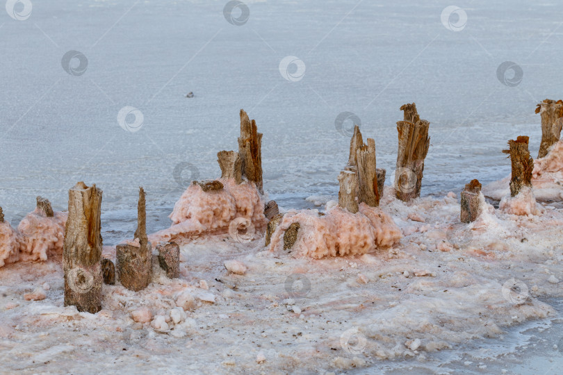 Скачать Розовая соль на  соляных прудах озера Сасык-Сиваш фотосток Ozero