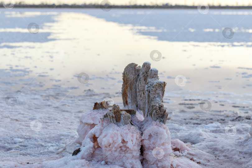 Скачать Розовая соль на  соляных прудах озера Сасык-Сиваш фотосток Ozero