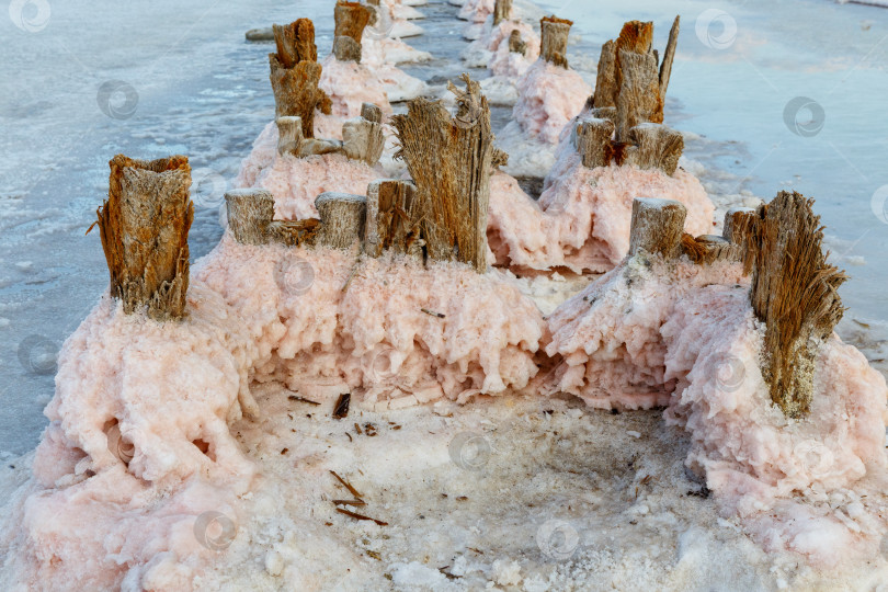 Скачать Евпатория, Россия - сентября 16, 2025- Розовая соль на  соляных прудах озера Сасык-Сиваш фотосток Ozero