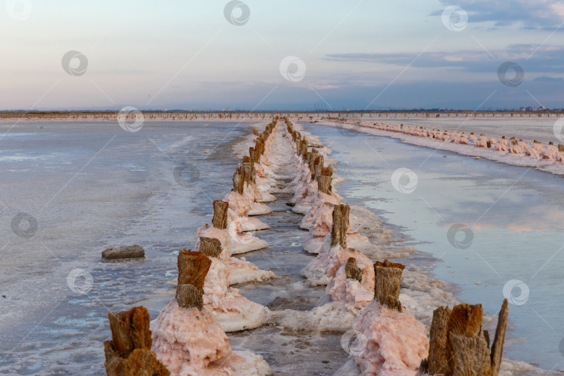 Скачать Розовая соль на  соляных прудах озера Сасык-Сиваш фотосток Ozero