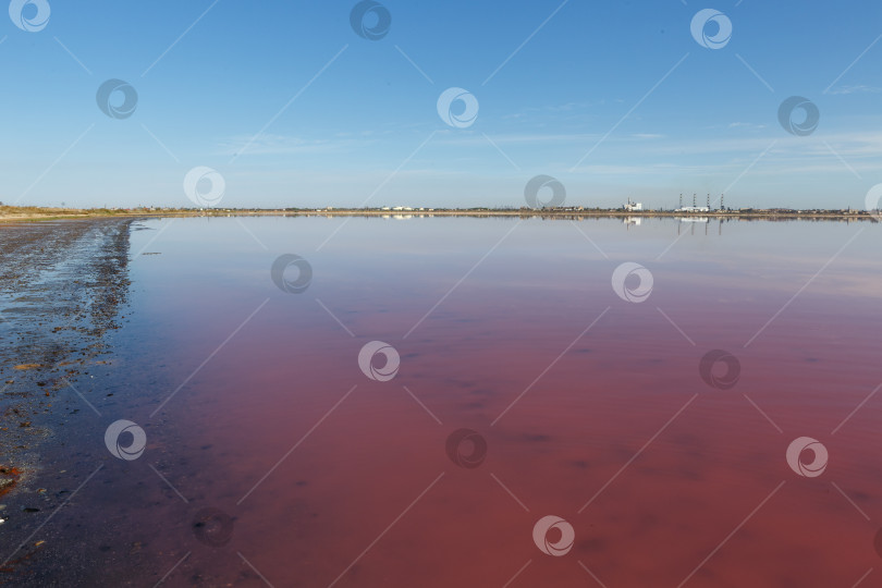 Скачать Сакское озеро ярко розового цвета фотосток Ozero