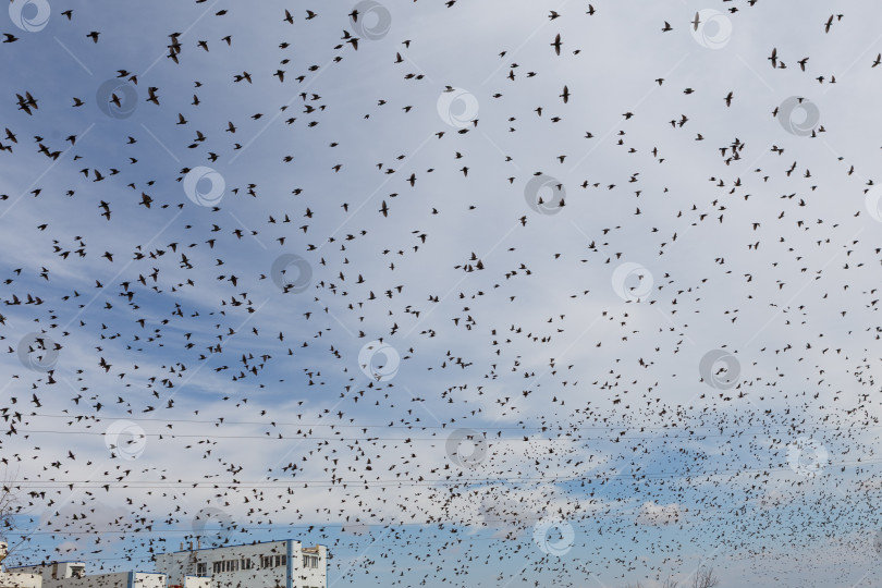 Скачать Огромная стая птиц готовится к перелету фотосток Ozero
