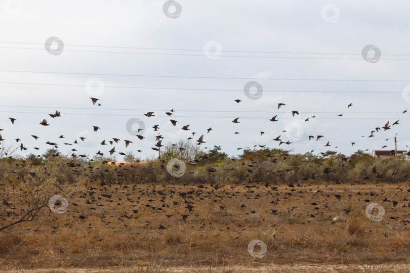Скачать Огромная стая птиц готовится к перелету фотосток Ozero