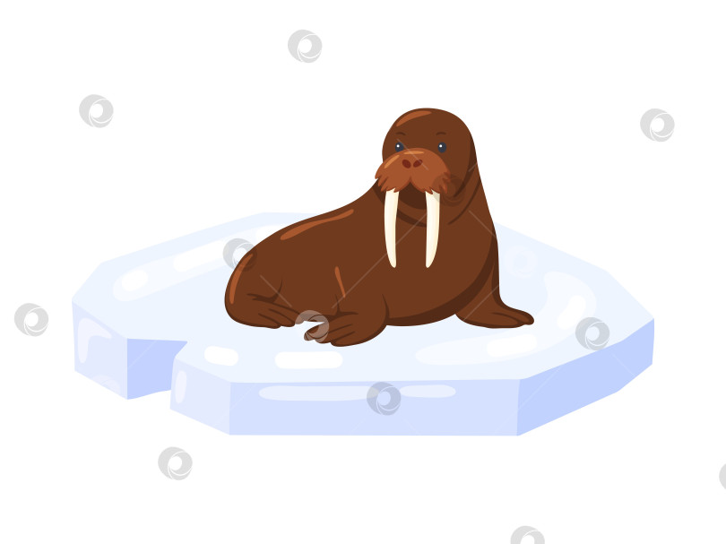 Скачать Взрослый морж с бивнями, лежащий на льдине фотосток Ozero