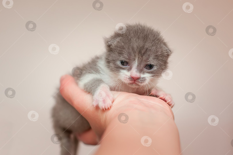 Скачать Маленький котенок в руке фотосток Ozero