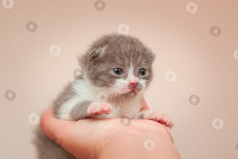 Скачать Маленький котенок в руке фотосток Ozero