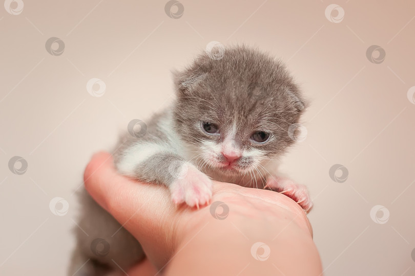 Скачать Маленький котенок в руке фотосток Ozero