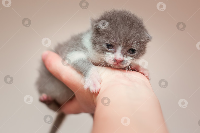 Скачать Маленький котенок в руке фотосток Ozero