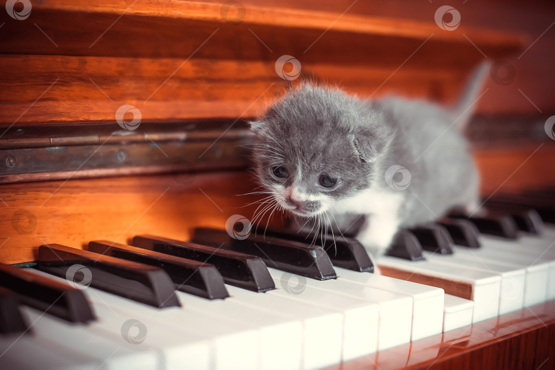 Скачать Маленький котенок на клавишах пианино фотосток Ozero