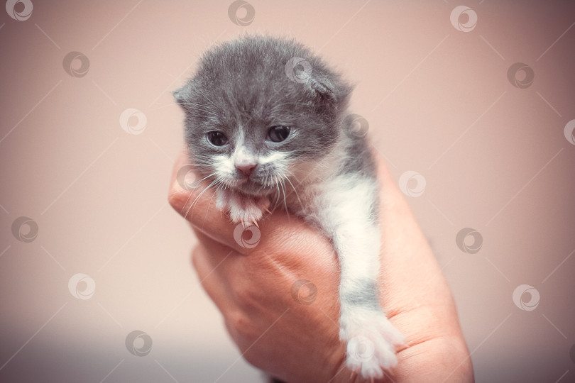 Скачать Маленький котенок в руке фотосток Ozero