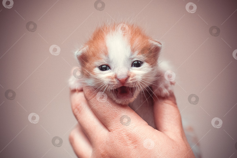 Скачать Маленький котенок в руке фотосток Ozero