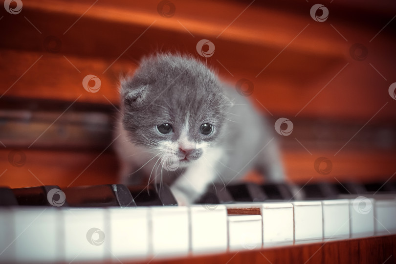 Скачать Маленький котенок на клавишах пианино фотосток Ozero