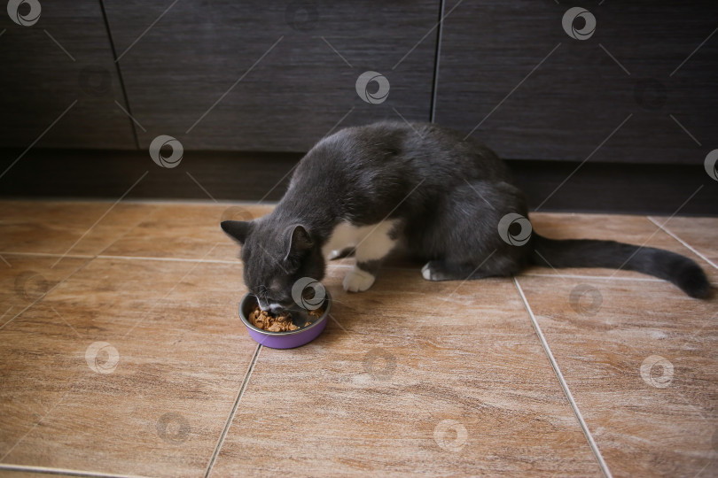 Скачать Кошки едят корм из мисок. Кормление домашних животных фотосток Ozero