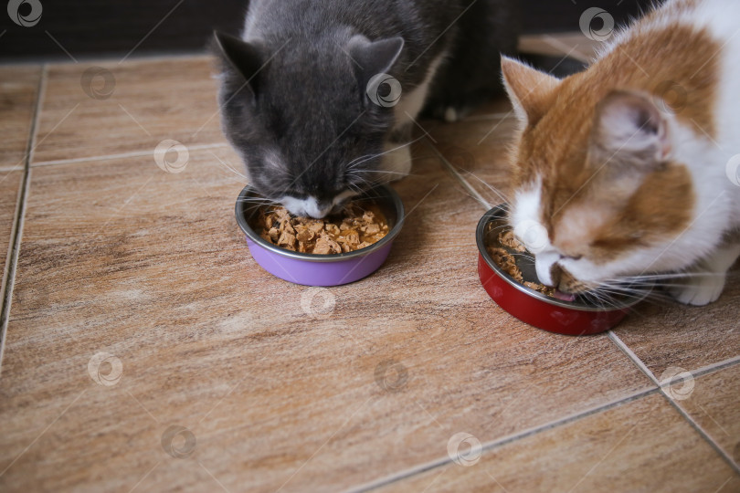 Скачать Кошки едят корм из мисок. Кормление домашних животных фотосток Ozero