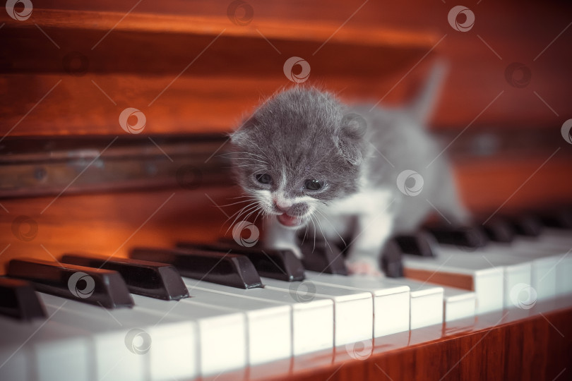Скачать Маленький котенок на клавишах пианино фотосток Ozero