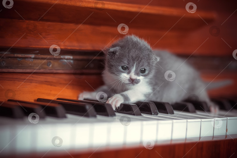 Скачать Маленький котенок на клавишах пианино фотосток Ozero