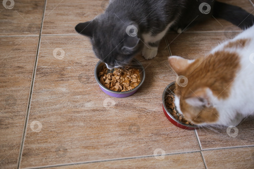Скачать Кошки едят корм из мисок. Кормление домашних животных фотосток Ozero
