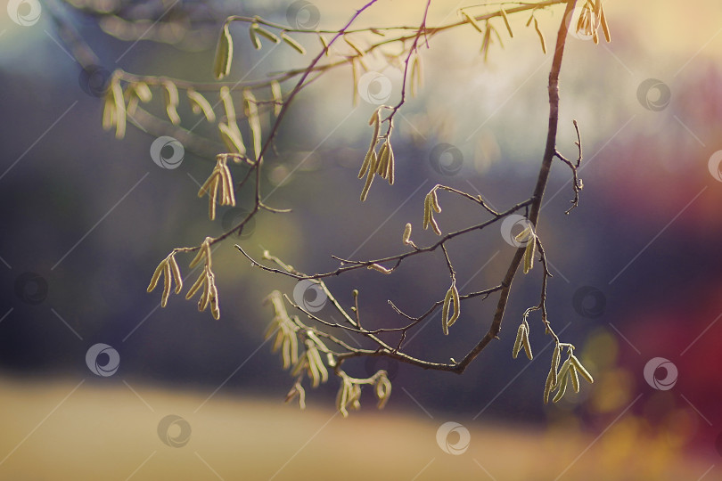 Скачать Ветка с почками. Осенний фон. фотосток Ozero