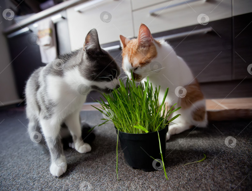 Скачать Кошка ест кашу из горшка фотосток Ozero