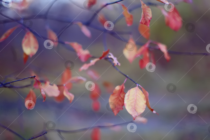 Скачать Ветка на осеннем фоне фотосток Ozero
