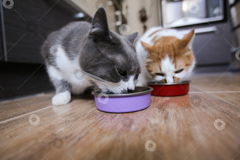 Скачать Кошки едят корм из мисок. Кормление домашних животных фотосток Ozero