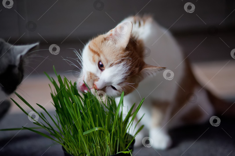 Скачать Кошка ест кашу из горшка фотосток Ozero