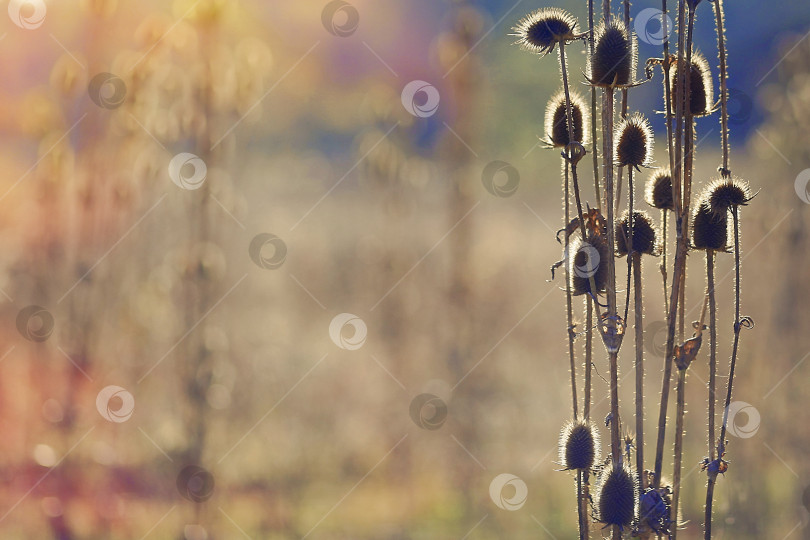 Скачать Сухая трава. Осенний фон. фотосток Ozero