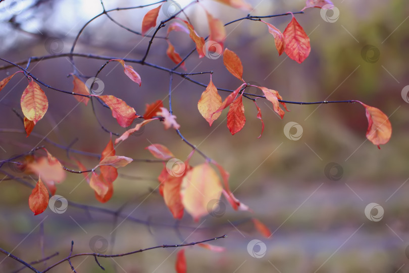 Скачать Ветка на осеннем фоне фотосток Ozero