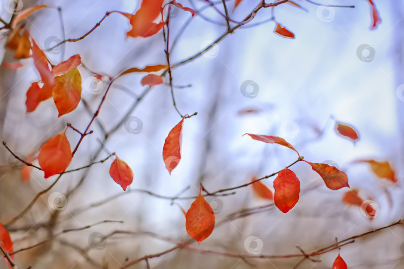 Скачать Ветка на осеннем фоне фотосток Ozero