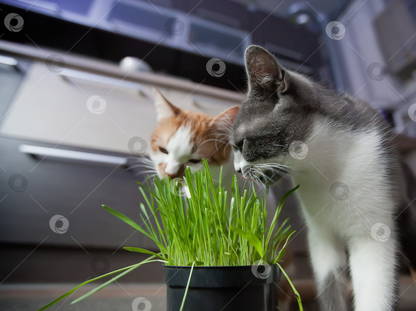 Скачать Кошка ест кашу из горшка фотосток Ozero