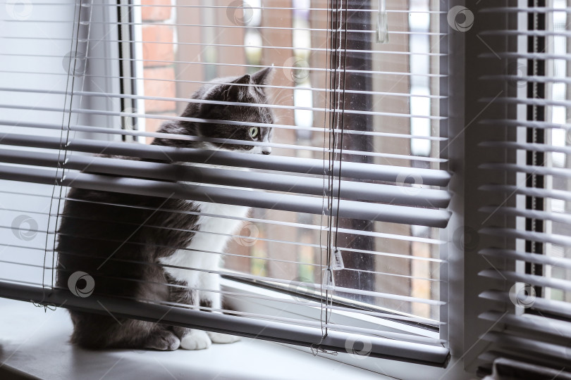 Скачать Кот на окне прячется за жалюзи. В заключение Кот смотрит на свою собственную жизнь. фотосток Ozero