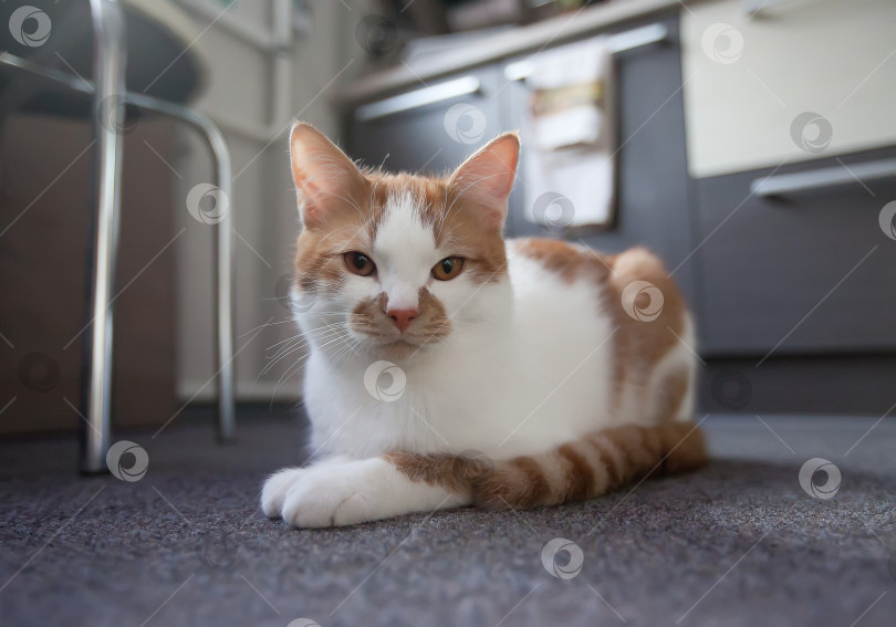 Скачать Кошка ест кашу из горшка фотосток Ozero