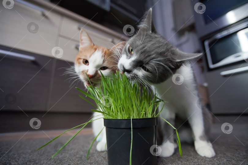 Скачать Кошка ест кашу из горшка фотосток Ozero