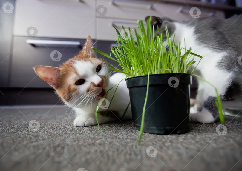 Скачать Кошка ест кашу из горшка фотосток Ozero