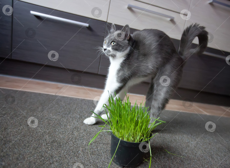 Скачать Кошка ест кашу из горшка фотосток Ozero