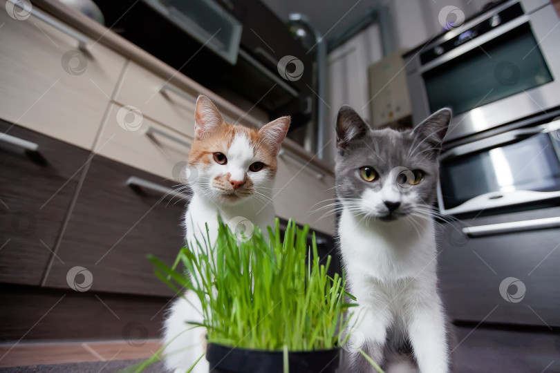 Скачать Кошка ест кашу из горшка фотосток Ozero