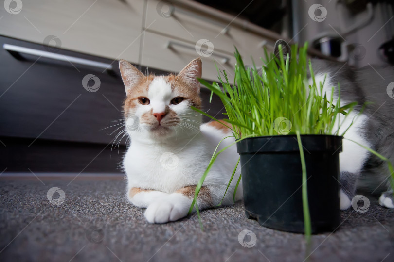 Скачать Кошка ест кашу из горшка фотосток Ozero