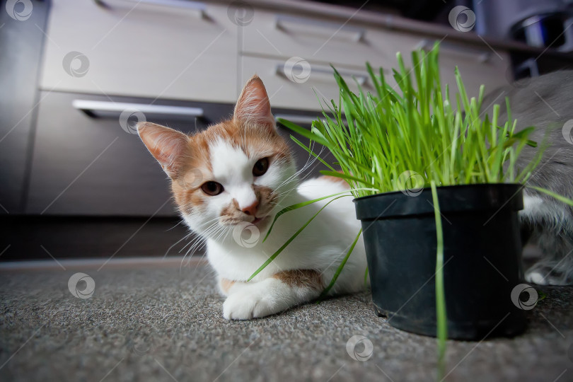 Скачать Кошка ест кашу из горшка фотосток Ozero