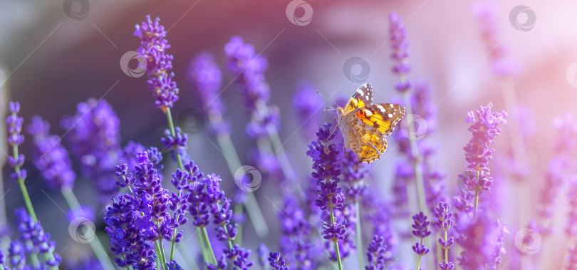 Скачать Бабочка на цветках лаванды в солнечный теплый день фотосток Ozero