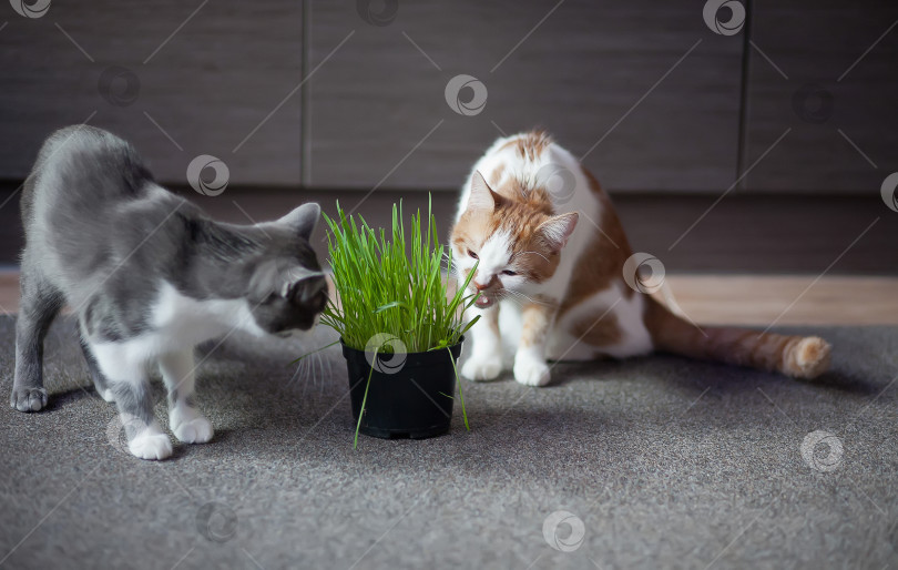 Скачать Кошка ест кашу из горшка фотосток Ozero