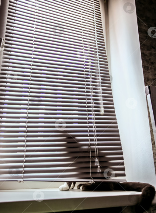 Скачать Кот на окне прячется за жалюзи. В заключение Кот смотрит на свою собственную жизнь. фотосток Ozero