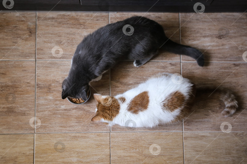 Скачать Кошки едят корм из мисок. Кормление домашних животных фотосток Ozero