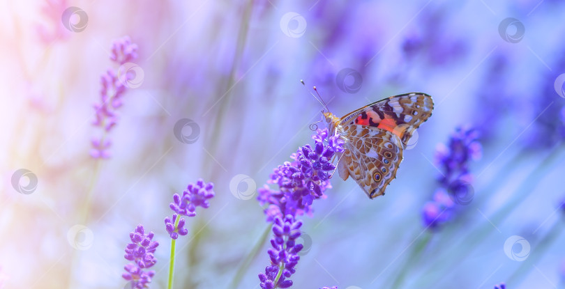 Скачать Бабочка на цветках лаванды в солнечный теплый день фотосток Ozero