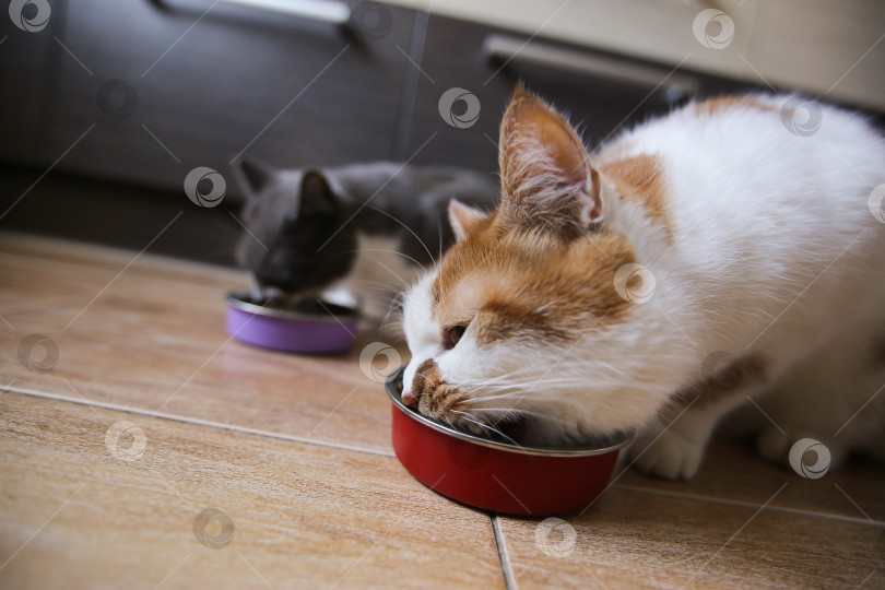 Скачать Кошки едят корм из мисок. Кормление домашних животных фотосток Ozero