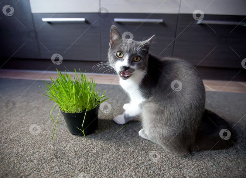 Скачать Кошка ест кашу из горшка фотосток Ozero