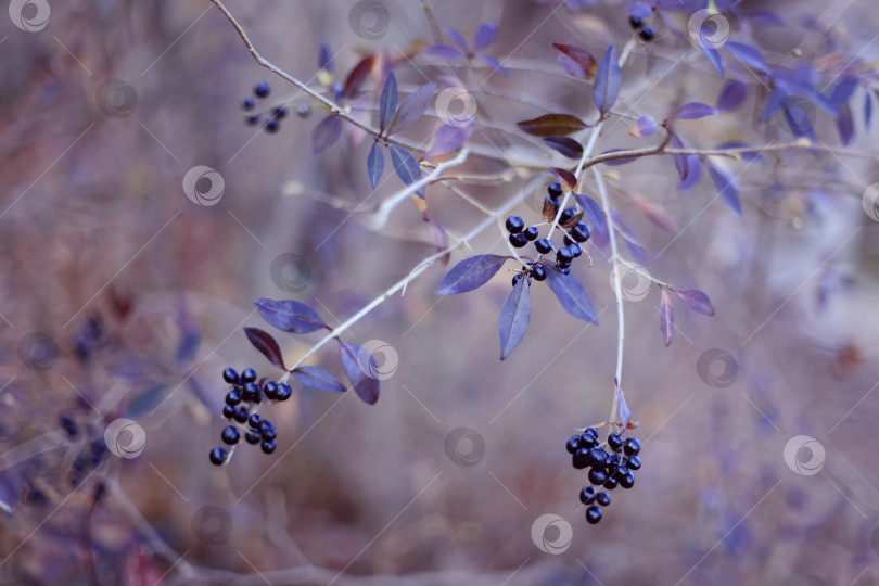 Скачать Ветка на осеннем фоне фотосток Ozero