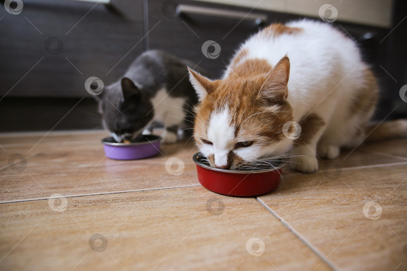 Скачать Кошки едят корм из мисок. Кормление домашних животных фотосток Ozero