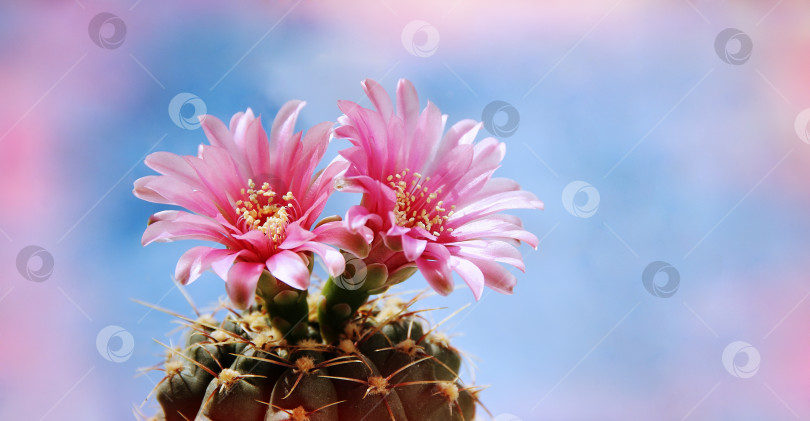 Скачать Цветы кактуса на фоне голубого неба фотосток Ozero